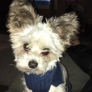 Meet your Posher, Brandon